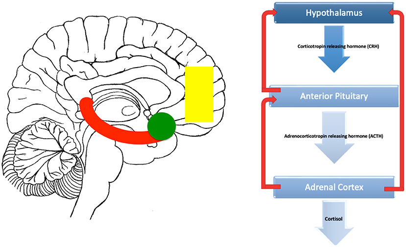 The Anxious Brain | OxJournal