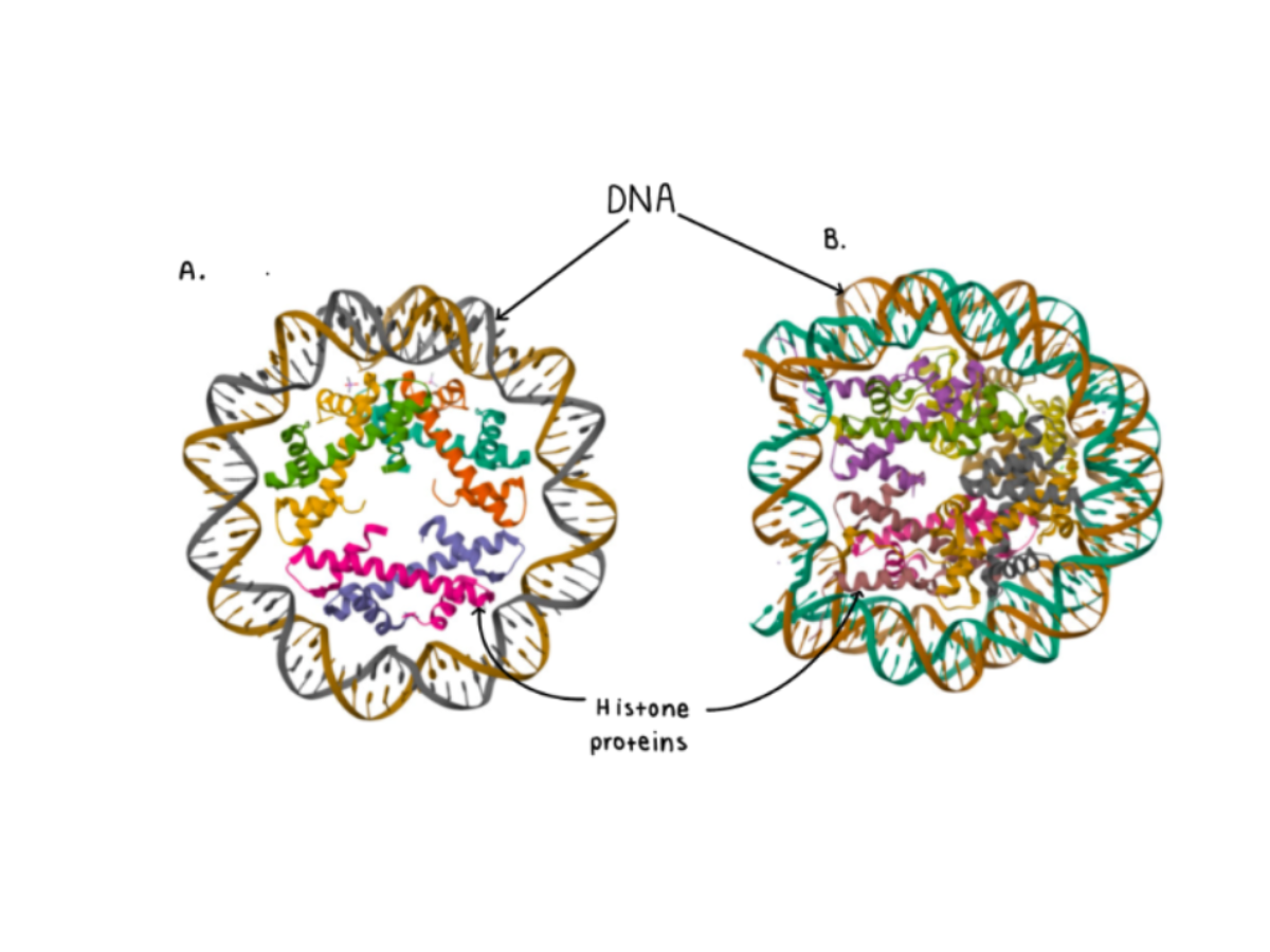 A crystal structure comparison of the Archael nucleosome and Human nucleosome