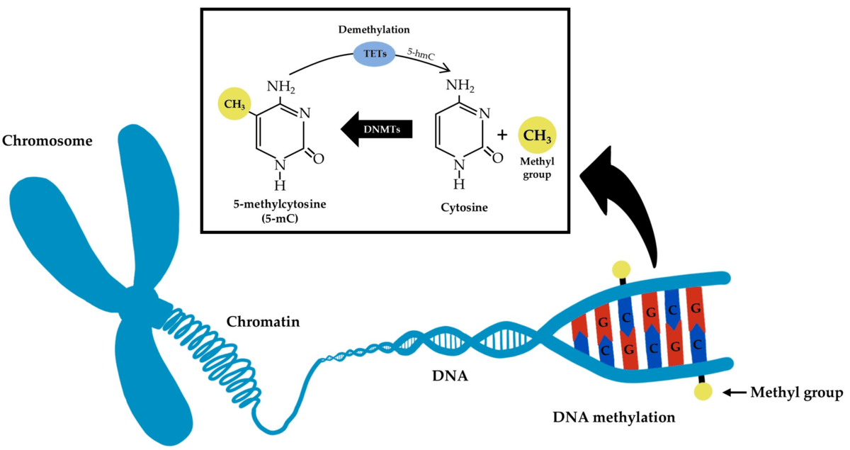 Simplified diagram of DNA methylation and demethylation