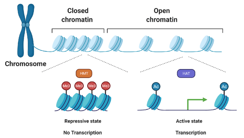 An overview of histone methylation