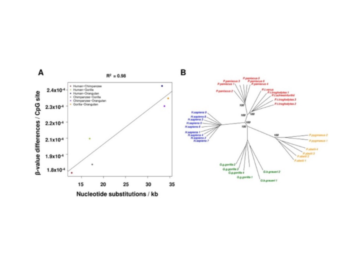 Diagram showing the methylation changes correlating with DNA sequence changes