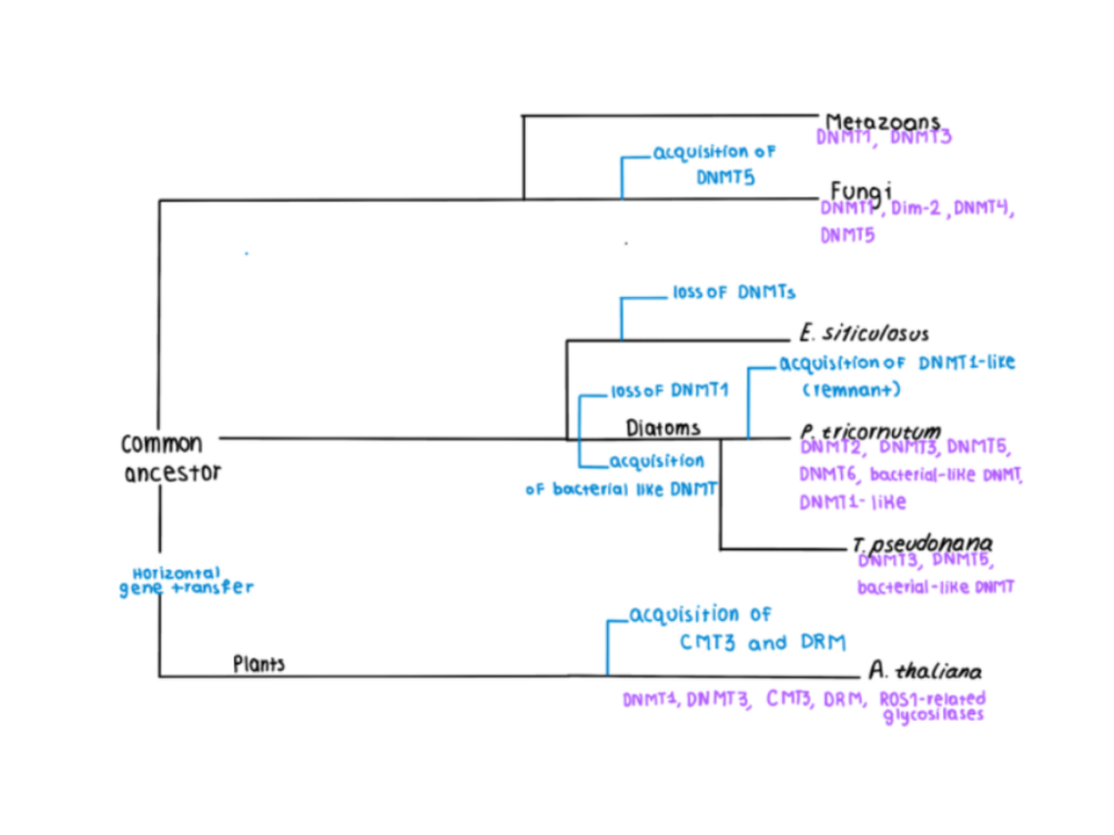 A phylogenetic tree showing the evolutionary pathway of the acquisition of DNMTs for specific species