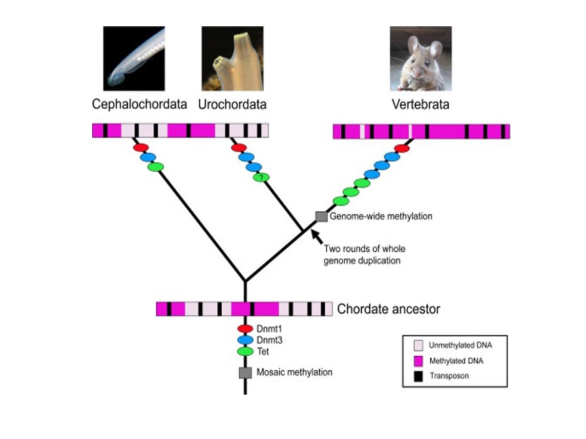 A phylogenetic tree showing the acquisition of two types of DNMTs and ten-eleven translocation proteins