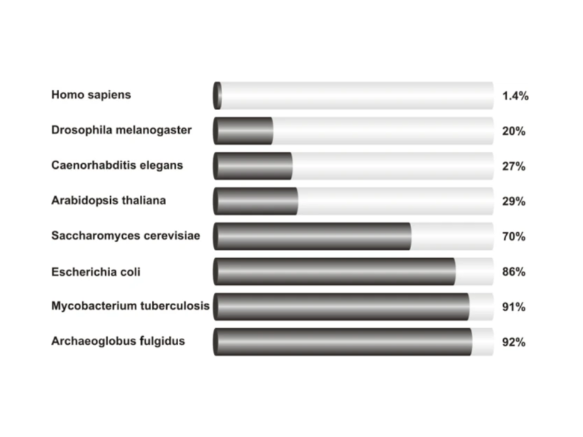 Graph depicting the percentage of protein-coding genes sequences in eukaryotic and bacterial genomes