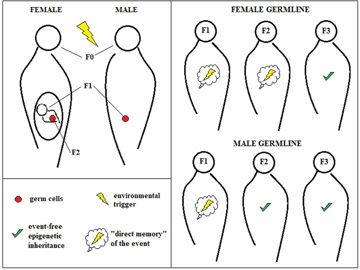 Diagram explaining transgenerational epigenetic inheritance